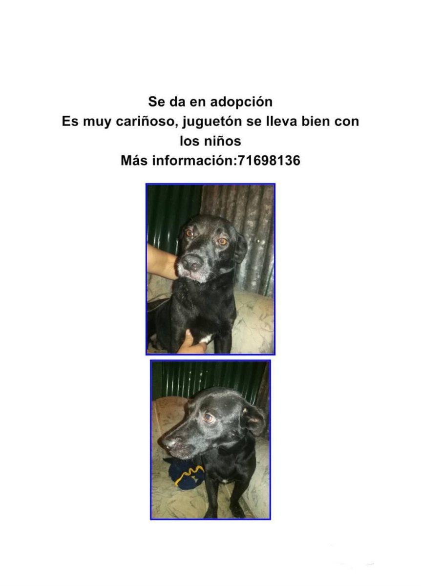 Hola, hice una publicación en Facebook porque estoy buscando un perrito en adopción. Me pusieron muchas opciones entonces me gustaría usar esta plataforma también para ayudarles a buscar un hogar. Pueden mandarme un mensaje si les interesa alguno.
Me ayudan con un RT🤍