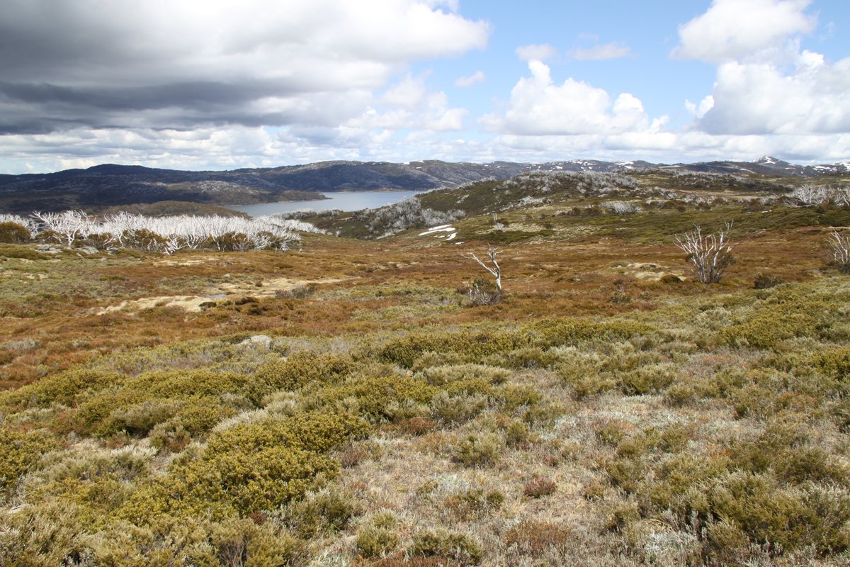 aleicia_holland's tweet photo. Starting our @ScootJD's #peatpics collection of photographs of Australian Alpine peatlands. Watch this space over the coming months to see how they change colour. @EcotoxGroup @MikePeacock86 https://t.co/rYP9iGMDBQ