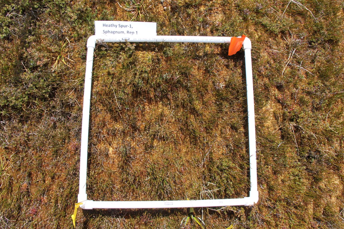 aleicia_holland's tweet photo. Starting our @ScootJD's #peatpics collection of photographs of Australian Alpine peatlands. Watch this space over the coming months to see how they change colour. @EcotoxGroup @MikePeacock86 https://t.co/rYP9iGMDBQ