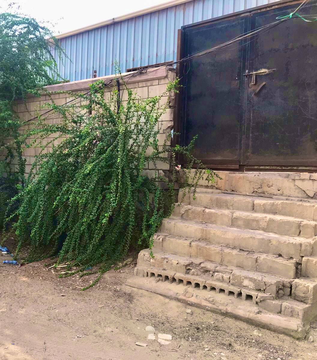 najemwk1's tweet photo. في بادرة بيئية تواصل معي
@Aziz_AlAwwad عضو @hasa_env 

 لمعرفة موقع الشجرة التي قمت بالتغريد عنها سابقًا 

 وذلك لرغبته بتهذيب شجرة #الهجليج ، وتم استخراج منها  ١٠٠٠ شتله من العُقل بقصد توزيعها مجانًا لندرة هذه الشجرة واهميتها 

 #لنجعلها_خضراء
#مبادره_السعوديه_الخضراء https://t.co/dyBd3abDsB