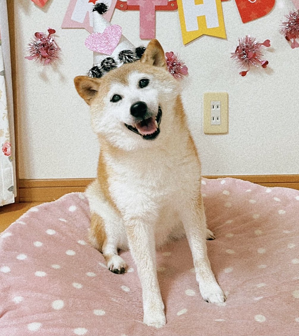 The new fake CEO of dogecoin is…! One who has embodied dogecoin before it  was even in existence. They are the most qualified for the position. It is  unquestionable. The goodest doge