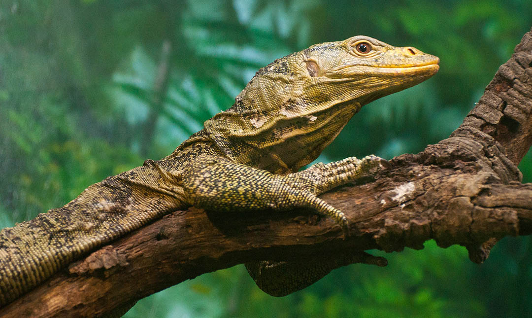 nmpbicol's tweet photo. The shy and secretive Gray’s Monitor Lizard (Varanus olivaceus) of the Varanidae family inhabit the primary and secondary tropical moist forest of southern Luzon. In Bicol region, the butaans are found in Catanduanes island. 

Photo: LA Zoo https://t.co/o1yNDJgCaj