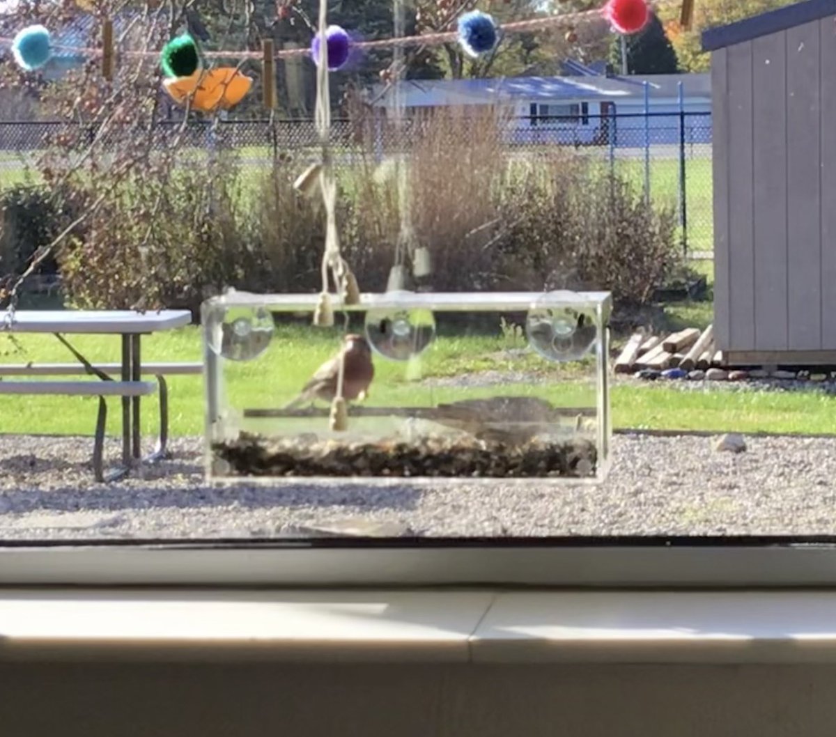 warrenfirst1's tweet photo. We had two tiny visitors today and we were finally able to snap a photo without scaring them away! 😍
#thisislcsc #birdwatching 
#thirdgrade 
@LcscSuper @Lebanon_Schools https://t.co/l1EVXLFjPq