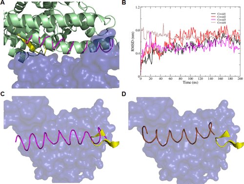 epidatum's tweet photo. Computational Design of Potent D-Peptide Inhibitors of #SARS_CoV_2 

The two best designs bound the RBD with affinities of 29 and 31 nM and blocked the infection of Vero cells by SARS-CoV-2 with IC50 values of 5.76 and 6.56 μM, respectively
https://t.co/v5LCcR8R3N https://t.co/9ko5sQTrvq
