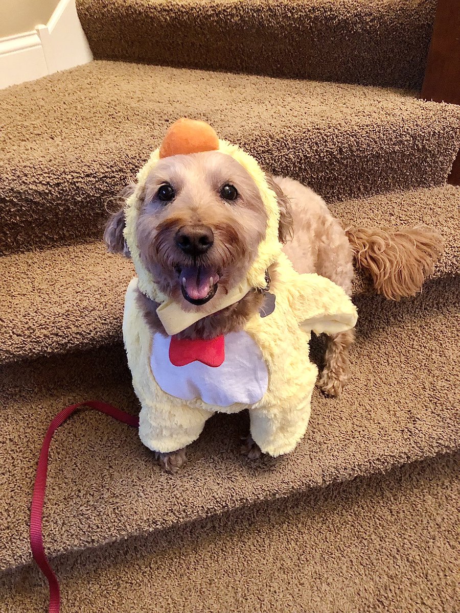 speumann's tweet photo. @JoyceWhiteVance @cafedotcom @PreetBharara This is the absolute best! #trex I still haven’t take a video of my mini golden doodle running in her chicken costume. #flappingwings https://t.co/vdcKy3wWz8
