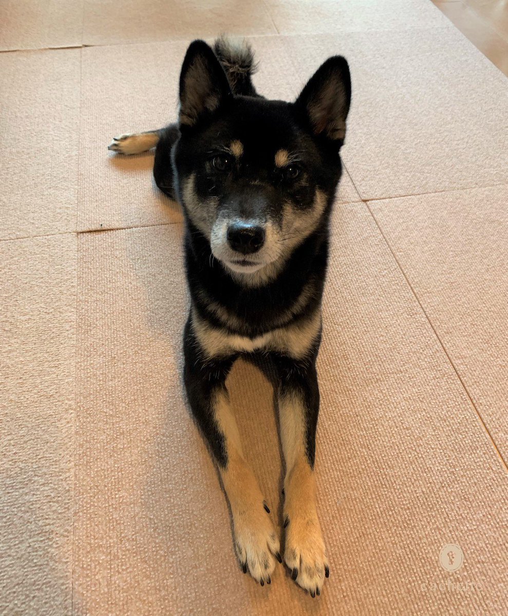 cachette_pet's tweet photo. 【Contributor's column🐶】
#岩切裕布さん と #空ちゃん の記事が更新されました🐾
空に見守られながら試行錯誤した新レシピ💁
https://t.co/eA2coIkQCH
#cachettepet #ContributorsColumn #lifestyle #柴犬 #HITOWAN #DConedish #手作り食 https://t.co/L3po1MrsAg
