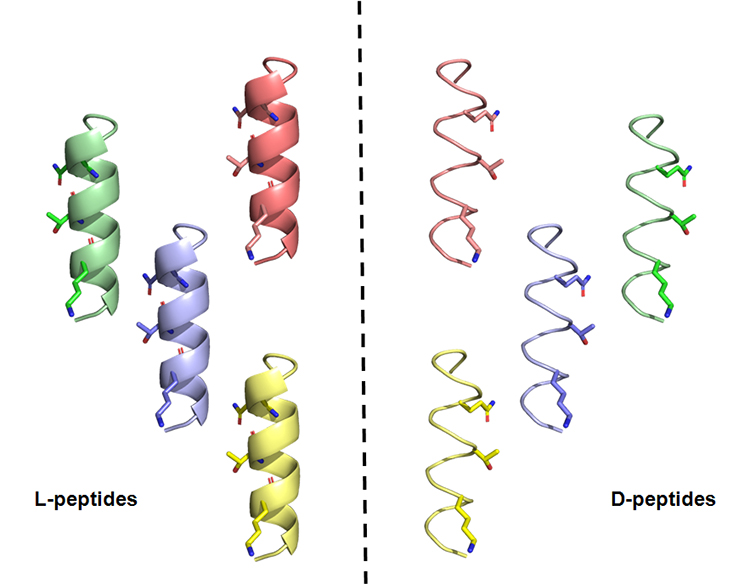 epidatum's tweet photo. U of T researchers create mirror-image peptides that can neutralize #SARS_CoV_2 

Researchers at the University of Toronto @uoft have created chemical compounds that can neutralize SARS-CoV-2 and several of its #variants.
https://t.co/DOQBI2MMAl https://t.co/bteyKzaphz