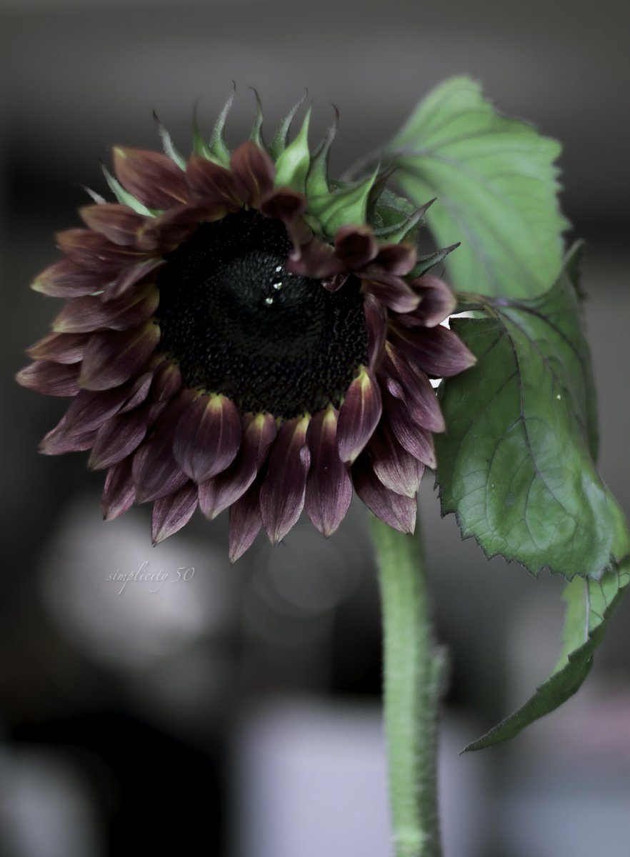 Home vibes 🌻 

#macro 
#sunflower
#macrohappiness
#heliosvintagelens