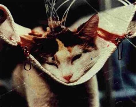 julie07217's tweet photo. #BanVivisection
#NoMoreAnimalTesting https://t.co/pb9mrXIobJ