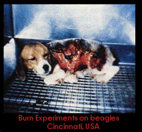 julie07217's tweet photo. #BanVivisection
#NoMoreAnimalTesting https://t.co/pb9mrXIobJ