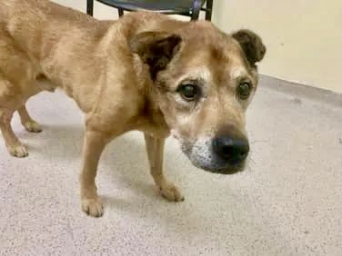 KeithOlbermann's tweet photo. HIS OWNER PASSED AWAY, NOW SENIOR TUCKER #129464 DIES TOMORROW. He deserves better. This sweet boy is well trained and well behaved, even when alone. He’s a good dog. Save him with pledges via @tomjumbogrumbo PLEASE RT TUCKER! https://t.co/LJsOZ4v6iB https://t.co/DBbu5ZLEGI