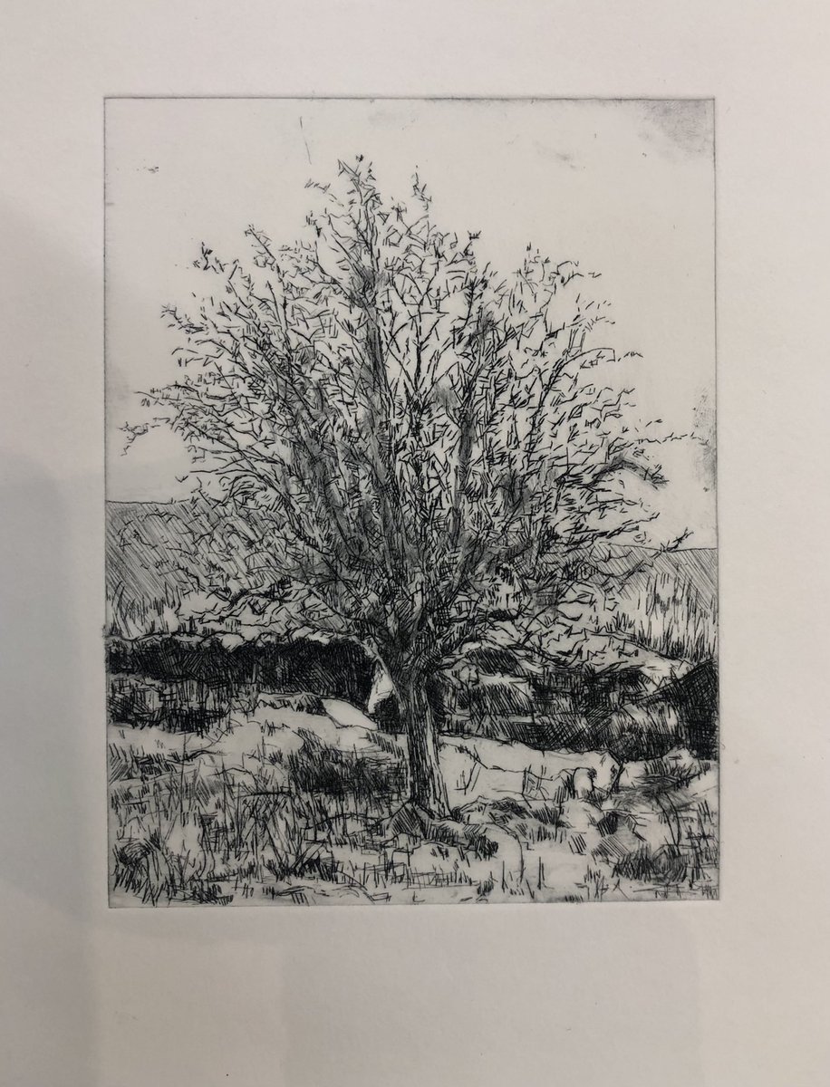ArtCowie's tweet photo. Latest in my ‘windswept and interesting’ tree drypoint prints. Located at Ballachalairy Yett overlooking Dumgoyne, Scotland.  11cm x 18cm. #ukprintmaker #ukprintmakers #drypoint https://t.co/Z6wY2Yy9G7