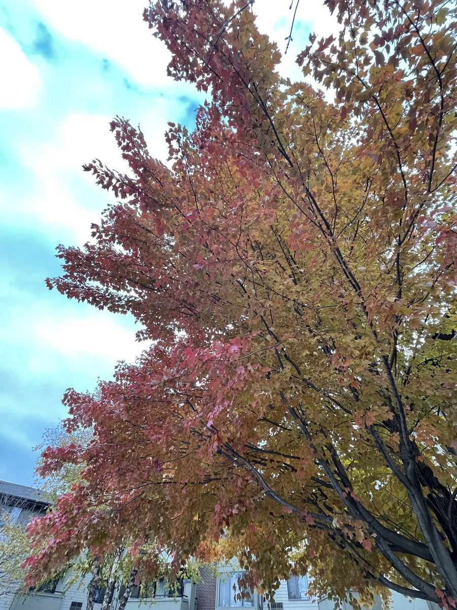 orovalleyag's tweet photo. Autum hits and winter knocks the door!! https://t.co/NFdjIw6ArF