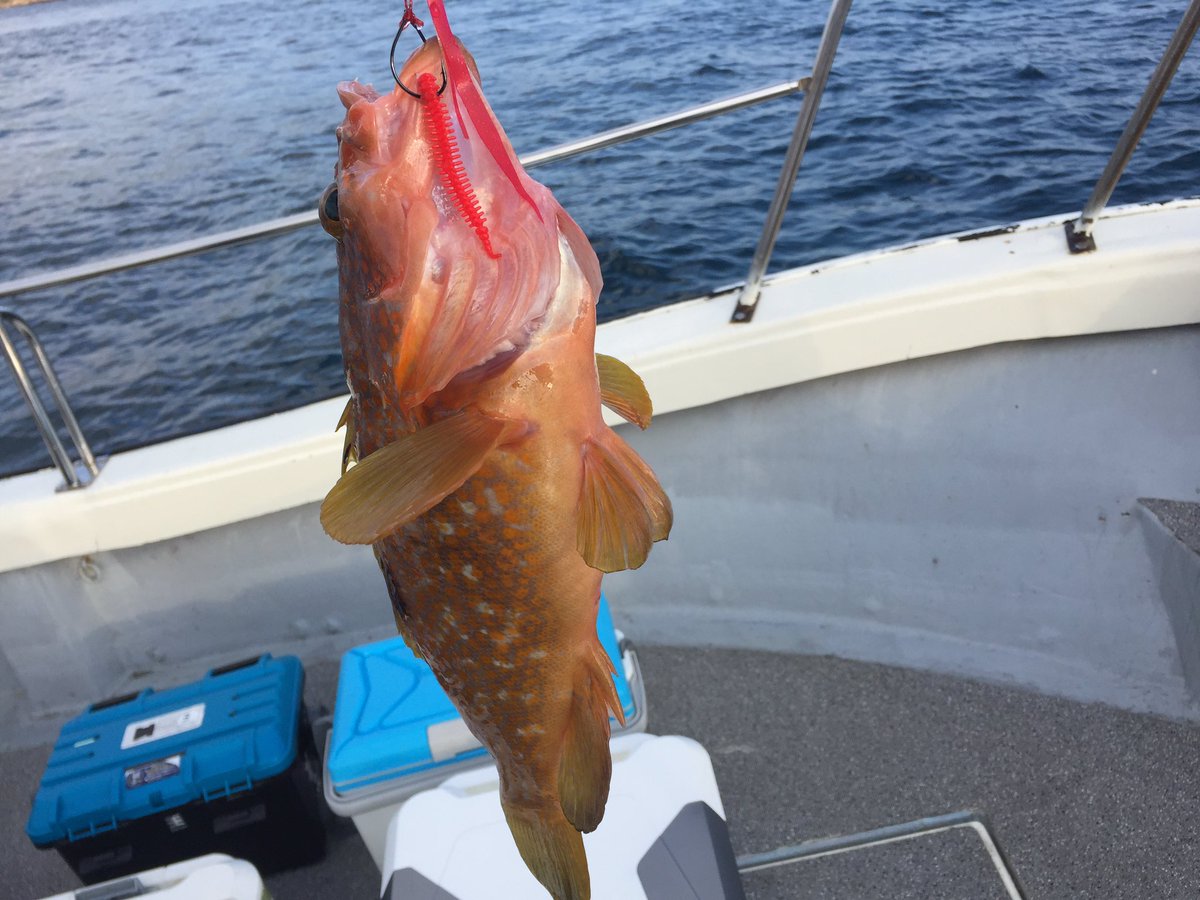 2fishCh's tweet photo. とりあえず近海タイラバで良型のギシハタ（アコウ）ゲット‼️ https://t.co/oPg5vLlZ38