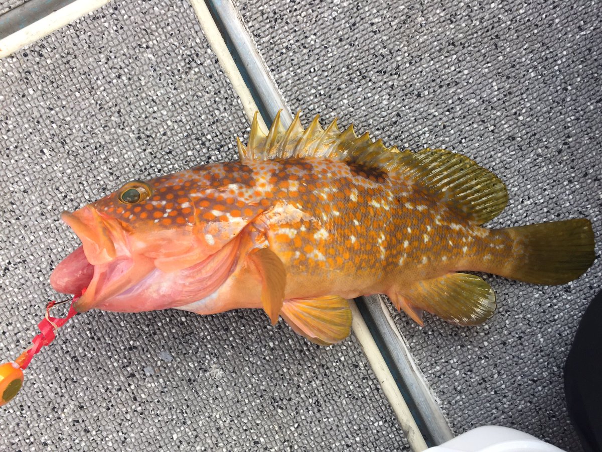 2fishCh's tweet photo. とりあえず近海タイラバで良型のギシハタ（アコウ）ゲット‼️ https://t.co/oPg5vLlZ38