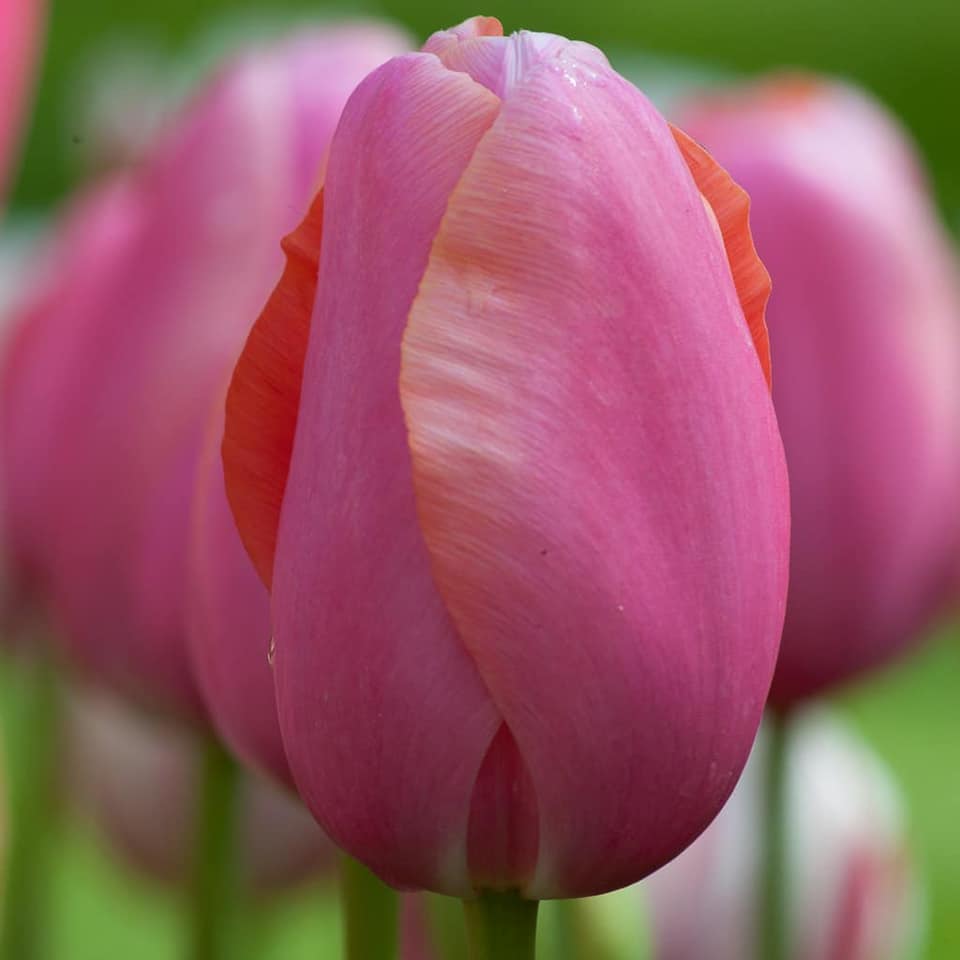 TulipMuseum's tweet photo. Menton is a rich pink with orange highlights that give it a hint of warmth. It looks beautiful on its own and combines easily with any of the other French tulips, all single late-blooming. Great for bouquets, too. #TulipTuesday #Flowers https://t.co/EJsmvtkI1u