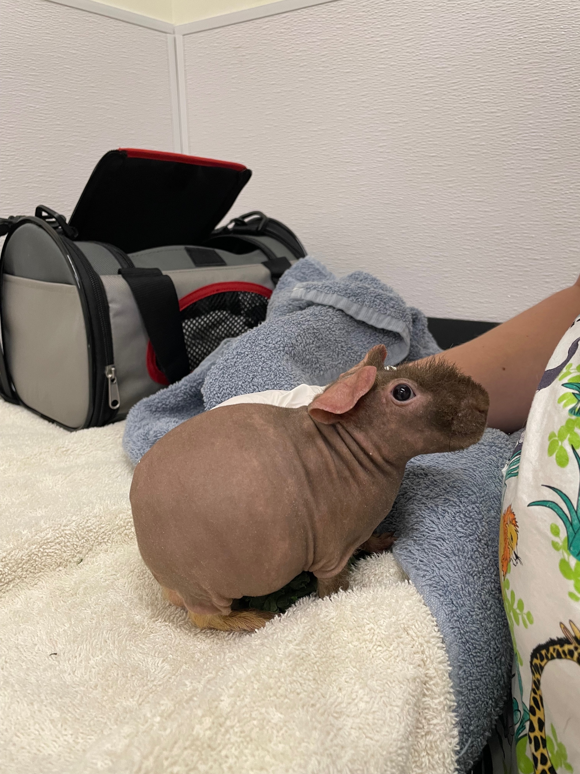 Skinny pig best sale adoption