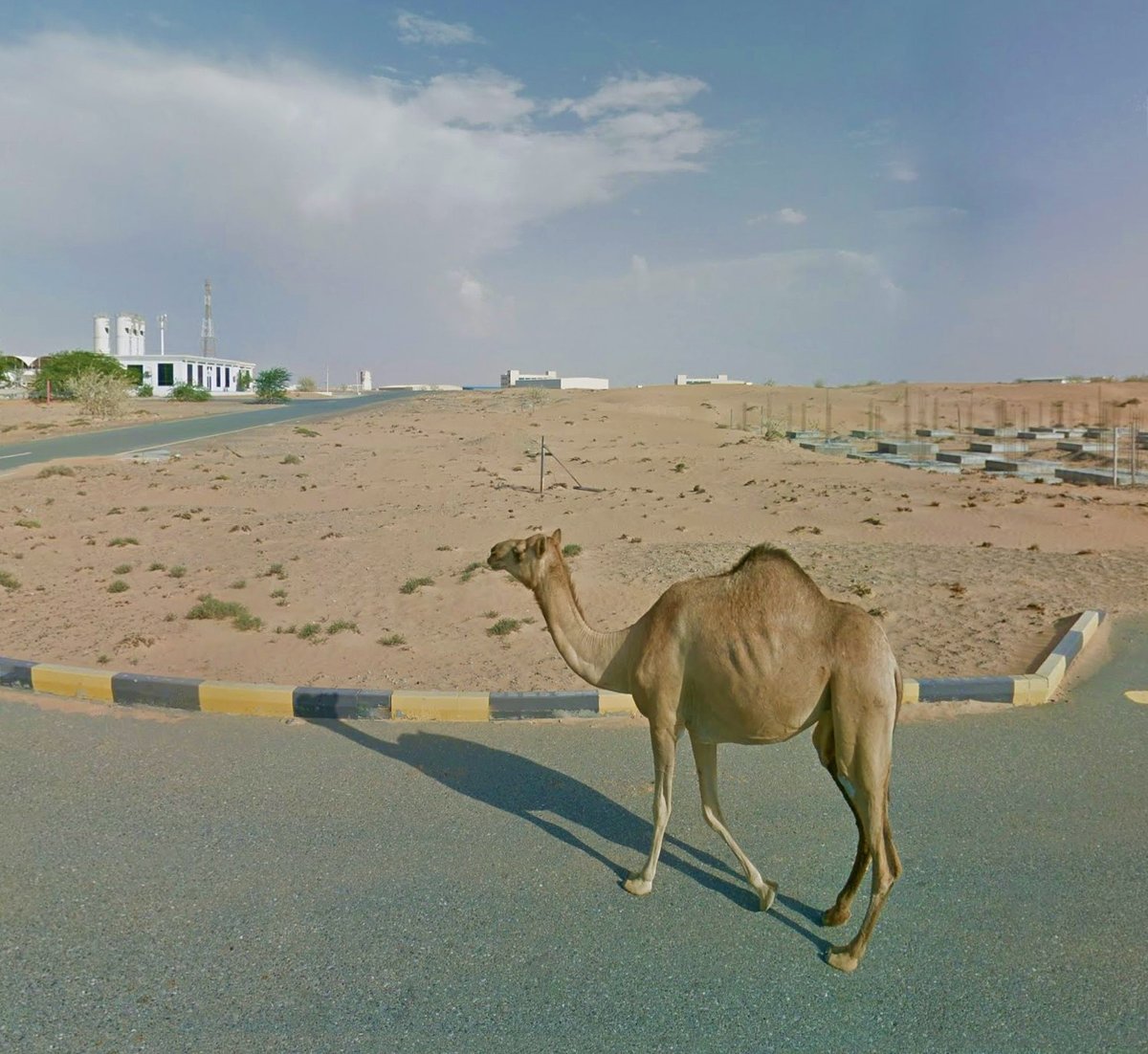 Umm Al Thuoob - Umm al Quwain - UAE
🧐 A dromedary visits the artisanal zone. 🤭