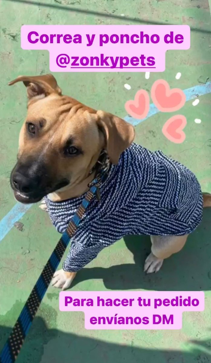 ZonkyPets's tweet photo. Envíanos mensaje para que tú también puedas adquirir tu poncho 😍
.
.
.
https://t.co/EqIDZV4sUJ https://t.co/YaueUorzQR