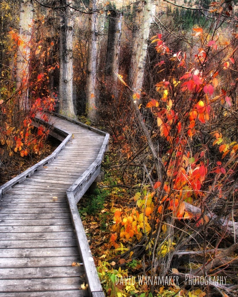 rustictable's tweet photo. I love walking on raised boardwalks. #boardwalk #walkways #walking #hiking #autumnvibes🍁 #fall #seasons #colorful #colorful #britishcolumbiacanada #the #goodmorning #forest #photography #light #workinglight #foresthues #positivevibes https://t.co/zSHWShpzcq https://t.co/6wYxB5wEt1
