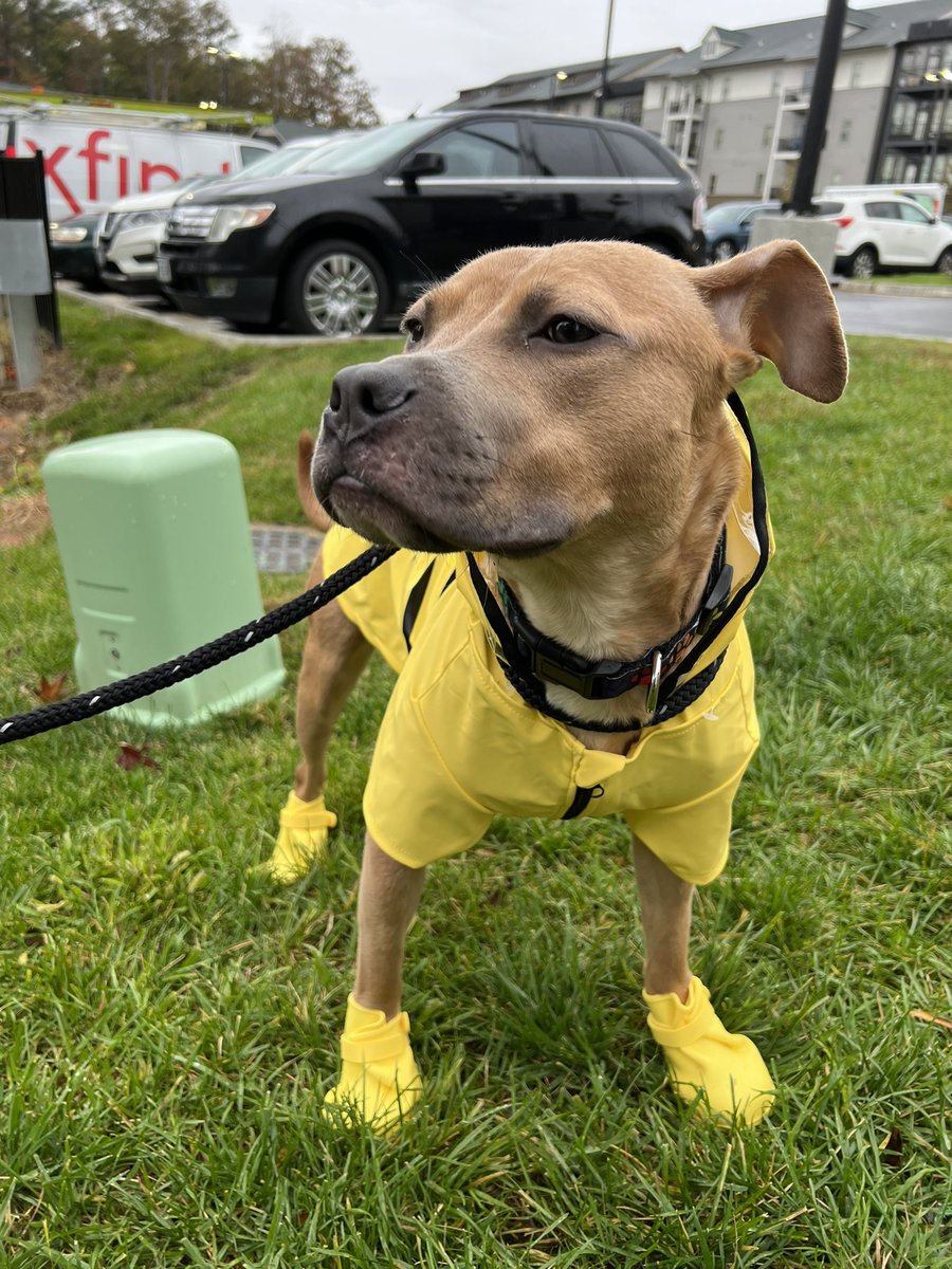 _JClarke01's tweet photo. Last week, my partner and I become official #DogMom’s and I am obsessed with my rescue pup, Cinnamon — aka my Spice Girl. 

Today, she put on her #Youly raincoat and boots and I can’t get enough of her! ✨🌧 https://t.co/dEyQlpAA4r