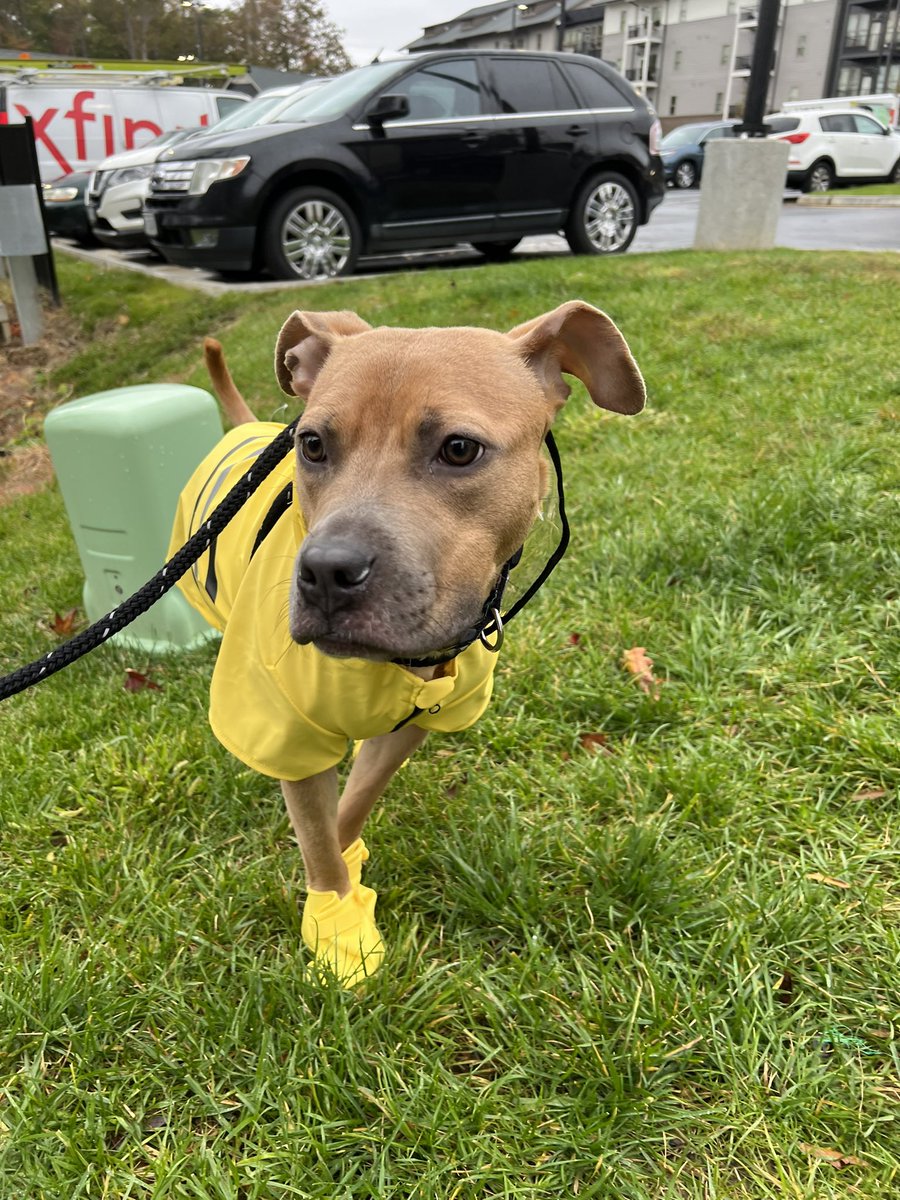 _JClarke01's tweet photo. Last week, my partner and I become official #DogMom’s and I am obsessed with my rescue pup, Cinnamon — aka my Spice Girl. 

Today, she put on her #Youly raincoat and boots and I can’t get enough of her! ✨🌧 https://t.co/dEyQlpAA4r