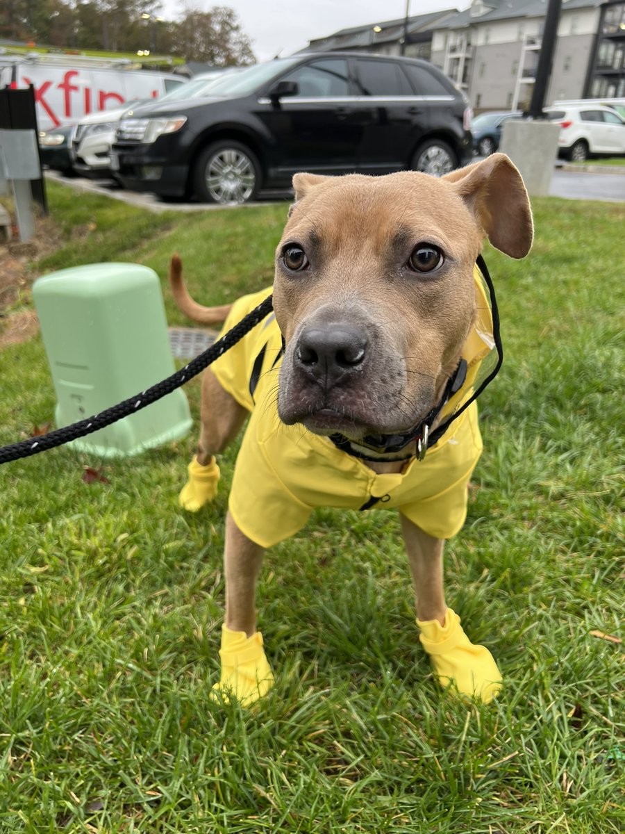 _JClarke01's tweet photo. Last week, my partner and I become official #DogMom’s and I am obsessed with my rescue pup, Cinnamon — aka my Spice Girl. 

Today, she put on her #Youly raincoat and boots and I can’t get enough of her! ✨🌧 https://t.co/dEyQlpAA4r