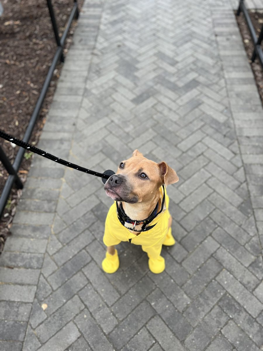 _JClarke01's tweet photo. Last week, my partner and I become official #DogMom’s and I am obsessed with my rescue pup, Cinnamon — aka my Spice Girl. 

Today, she put on her #Youly raincoat and boots and I can’t get enough of her! ✨🌧 https://t.co/dEyQlpAA4r
