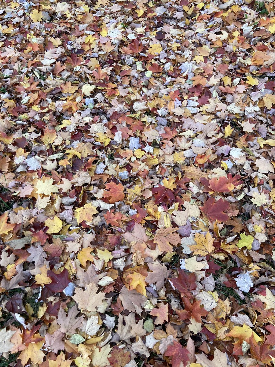 I love the contrast on the forest floor this time of year.