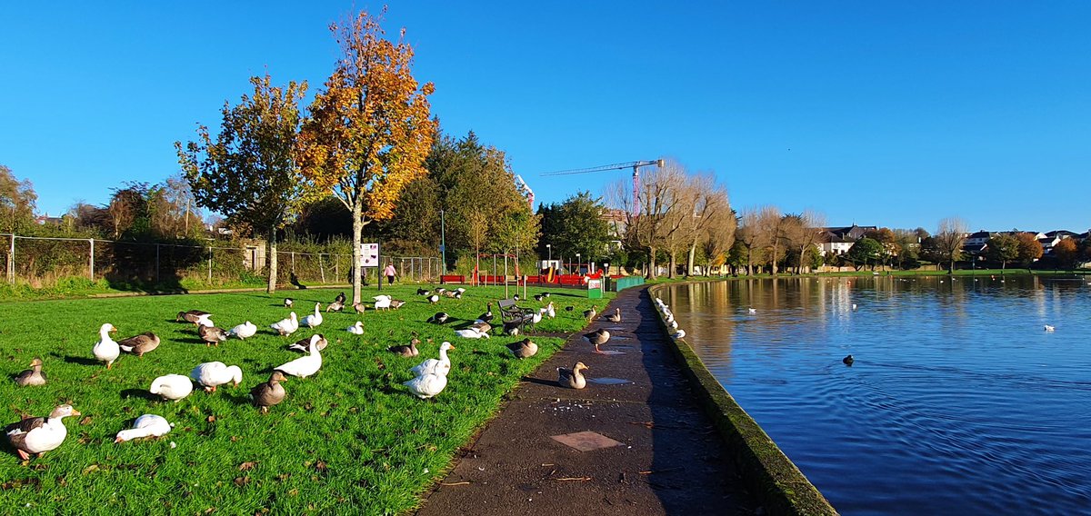 DouglasSt_CCFET's tweet photo. #walktocollege #novembersunshine at Cork’s Lough today #atonewithnature @pure_cork @corkcitywalks @corkcitycouncil @CorkEnvForum @BioDataCentre @CorkETB @CorkFet @library_sjcc @SJC_Tour_Travel @MirCWalsh @torban69 @BibiBaskin @PhotosCork @elmarie96 @BirdWatchIE Credit: T. Cadogan https://t.co/PpghGNTVYP