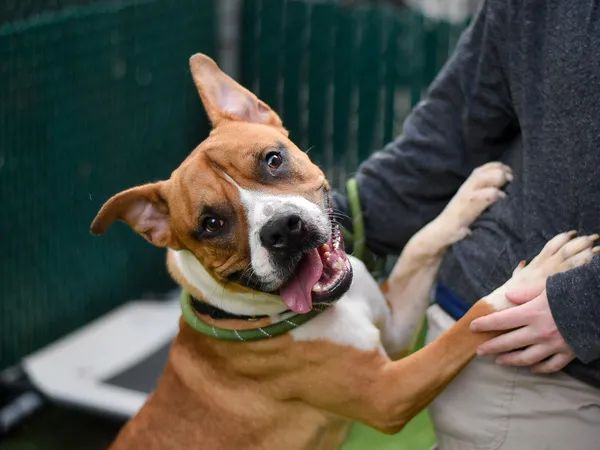 KeithOlbermann's tweet photo. POLICE SAVED T-REX #129013 FROM STARVING, LOCKED IN A CAGE. So instead NYC will kill him today? Arrived injured, terrified, but is now warming to people. Only 4, he deserves a good home. Save him with pledges via @tomjumbogrumbo PLEASE RT T-REX! https://t.co/4EZB7dnGhw https://t.co/7vbxocw2uS