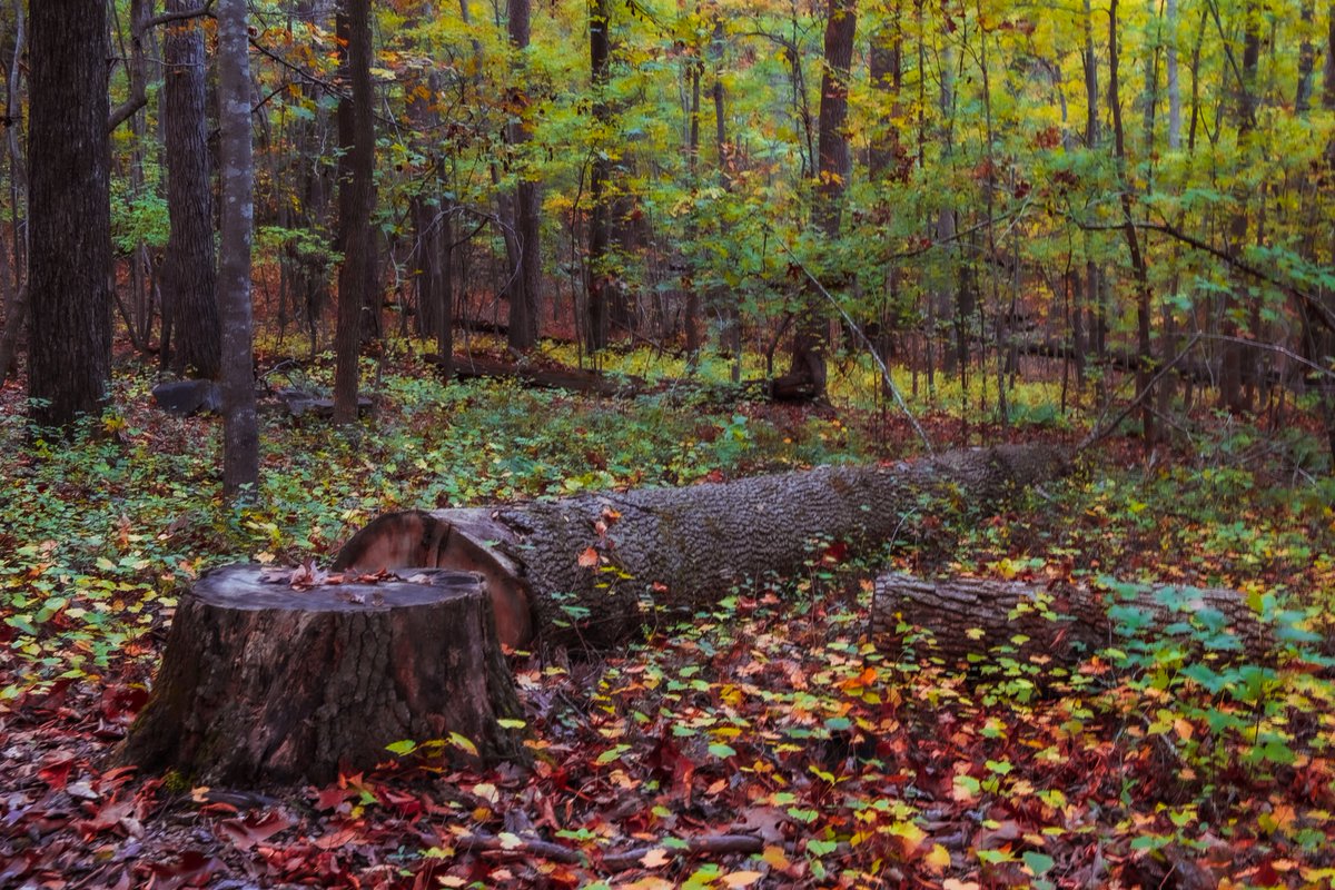 Shots from my Autumn in Umstead series.
instagram.com/ashcir_photogr…