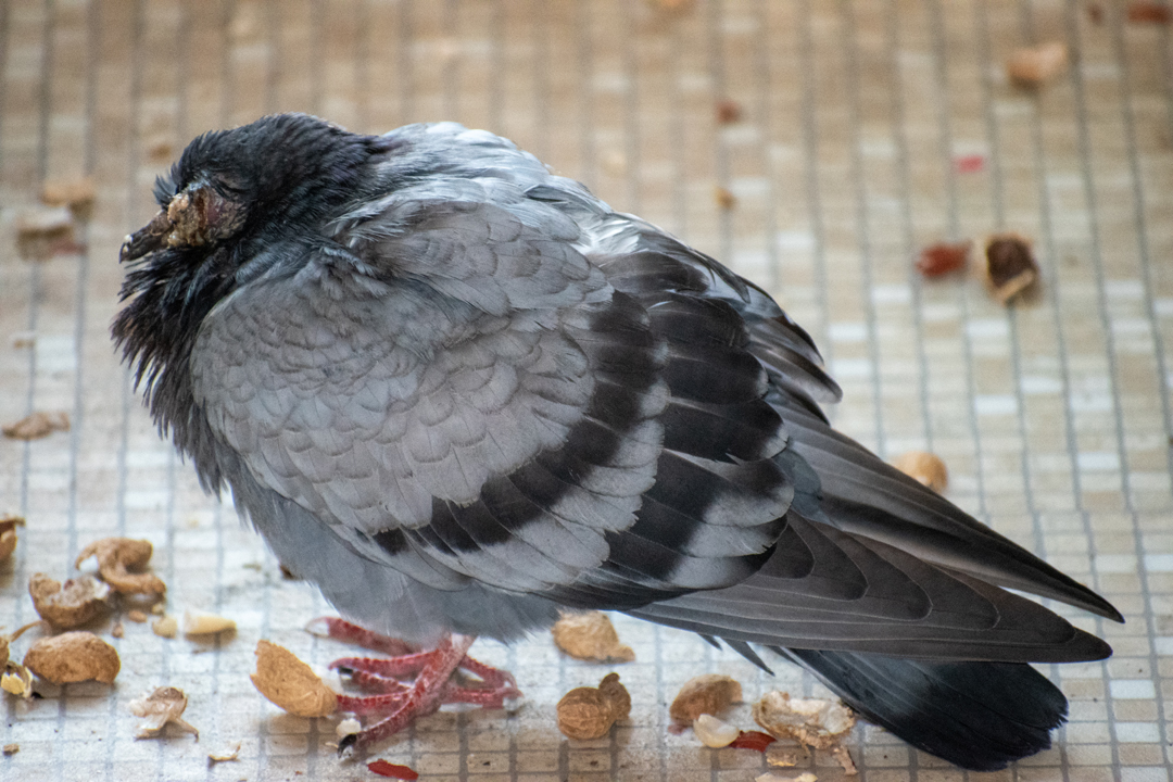 arainbowcrow's tweet photo. They also kindly took in this feral pigeon last month who I caught and never tweeted about. Sadly, little Poxy didn't make it as maggots had already entered his lungs 😢 But the rescue were so good to take him and did everything they could for him at the time. https://t.co/YncTCXxojK