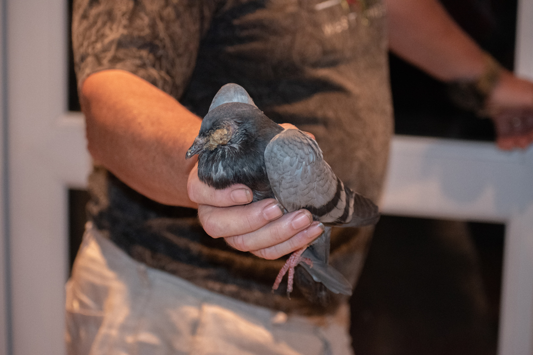 arainbowcrow's tweet photo. They also kindly took in this feral pigeon last month who I caught and never tweeted about. Sadly, little Poxy didn't make it as maggots had already entered his lungs 😢 But the rescue were so good to take him and did everything they could for him at the time. https://t.co/YncTCXxojK