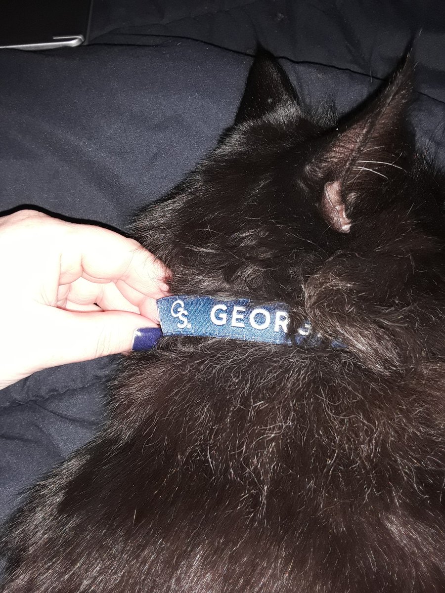 RochelleCote8's tweet photo. Because one store finally has a extra small collar size... after so many years of looking, the first Demon Child has a GS collar. https://t.co/z7CavOrh8S