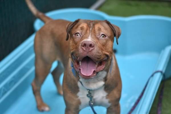 HORACE #127778 CAME IN AS A STRAY, LIKES TO PLAY BALL, IS THURSDAY’S KILL LIST. This cute 3 year old loves food, and playfully bowed when meeting another dog. Save him with pledges via @tomjumbogrumbo PLEASE RT HORACE. m.facebook.com/photo.php?fbid…