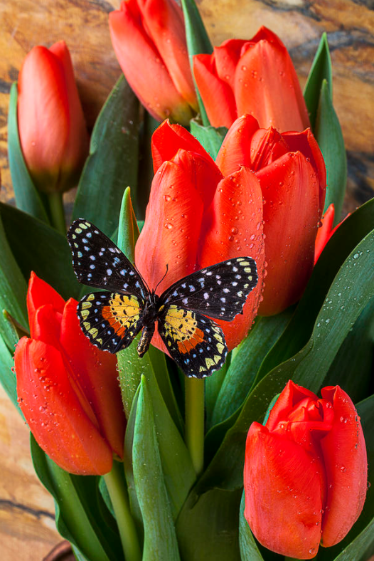 Twittblaster's tweet photo. Flowers are a proud assertion
that a ray of beauty out-values
all the utilities of the world.

📸 Slava Kushvalieva / Garry Gay
✍️ Ralph W. Emerson
#Twittblaster #TwittblasterFlowers #TwittblasterButterflies #OneLinersTB #Petals123TB #Flowers #Power #Outshines #Value #Metaphor https://t.co/0AMcHyV7DZ