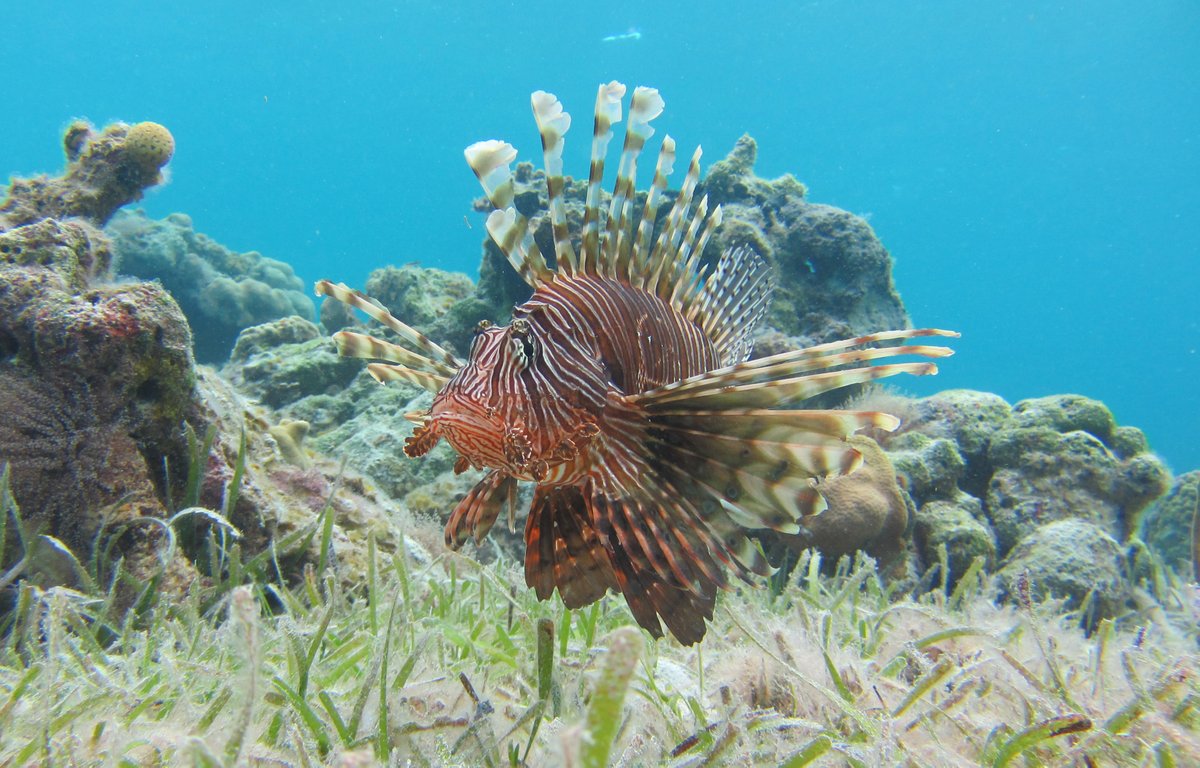 redlipblenny's tweet photo. P-day is positively perfect for #Pterois, volitans or miles or something else. Who knows? The beautiful fish we all love to hate, and vice versa. #FishABC #InvasiveSpecies https://t.co/Wa64gIAvzQ
