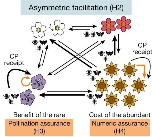 Plant Science Research Weekly -- Pollinators contribute to the maintenance of flowering plant diversity (Nature) @dr_tialynn (Summary by Mary Williams <a href="/PlantTeaching/">mary williams</a>) buff.ly/3EGuOgS
