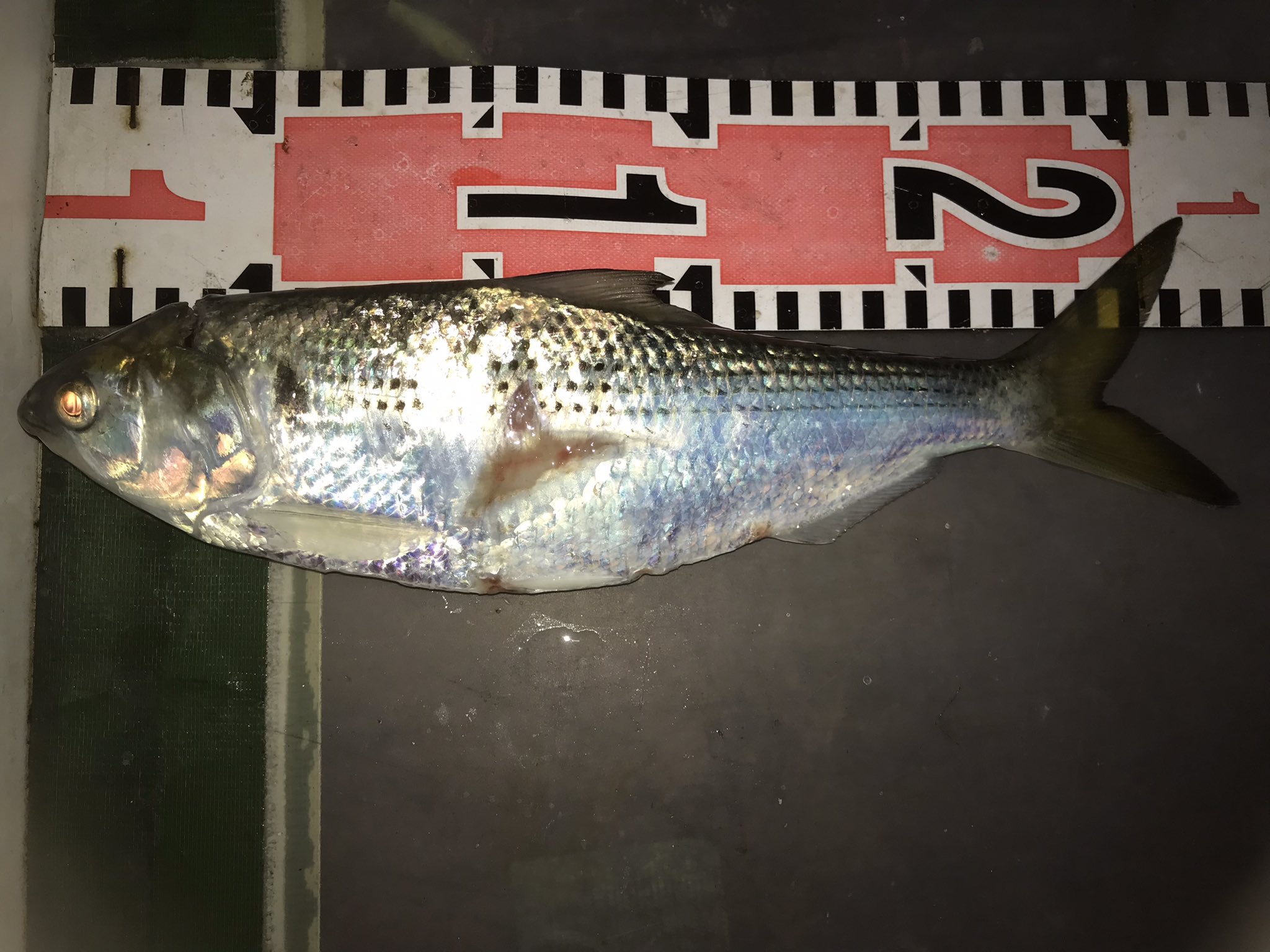 Tweets With Replies By S K 髭オヤジ 勇竿スタッフ Qkl8j35imxpcih8 Twitter