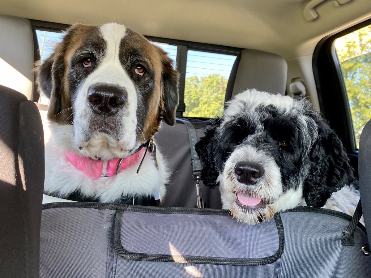 PSD_Stella's tweet image. Meet Jersey she’s been my driving buddy this week! She’s so cuddly and absolutely loves belly rubs. #SaintBernard #SupportDog #K9Therapy @FCSOTherapyK9 
🐾Stella