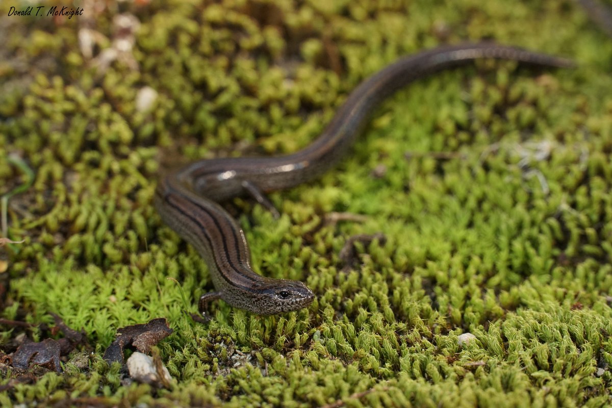 donaldmcknight2's tweet photo. Here's a more complete shot of these strange little #lizards (Hemiergis talbingoensis). They have tiny little legs and massive tails. #Reptiles #WildlifePhotography https://t.co/jzywHMeE2X