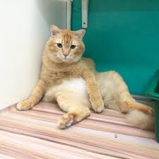 Dai Fahriyyan tweet media