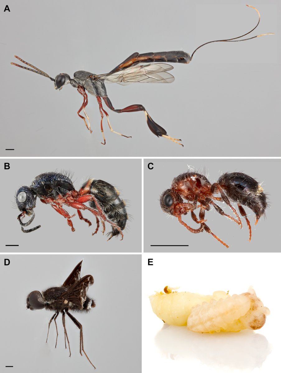 LRHearn's tweet photo. New paper with @ParslowBen detailing eight insect parasitoid associations that are likely to influence social nesting in the colletid bee, Amphylaeus morosus. https://t.co/z4tWvQMsWX https://t.co/1TclFWG3cF