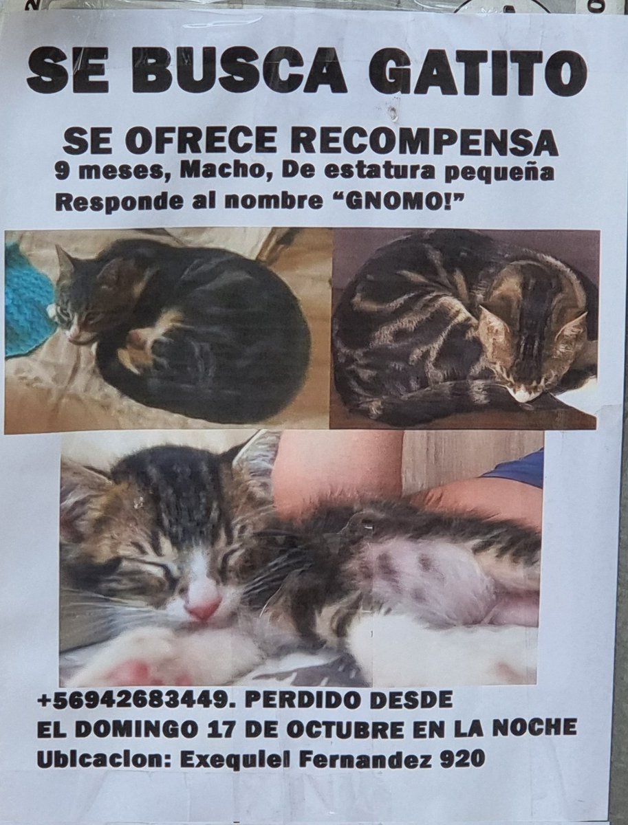 #SEBUSCA GATITO perdido el 17 de octubre en Exequiel Fernández 920, Ñuñoa