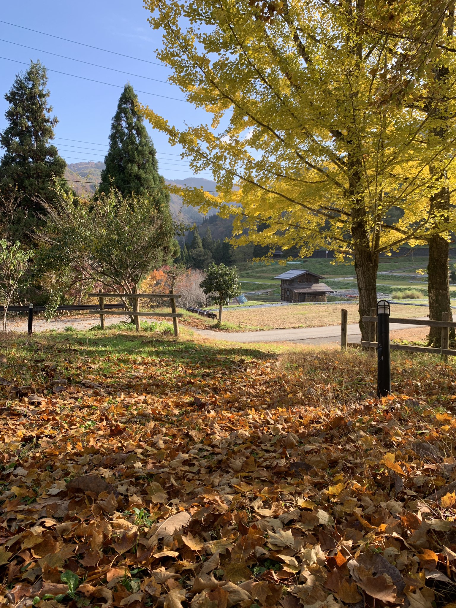 飛騨市ふるさと種蔵村 陽が差してくると 大イチョウがいっそう鮮やかな黄色に変わります こちらは雌株 ふっくら 横に広がって 朗らかであったかいおかみさんみたい 花言葉は 長寿 鎮魂 今が 満開 飛騨市 種蔵 イチョウ 銀杏 公孫樹 雌