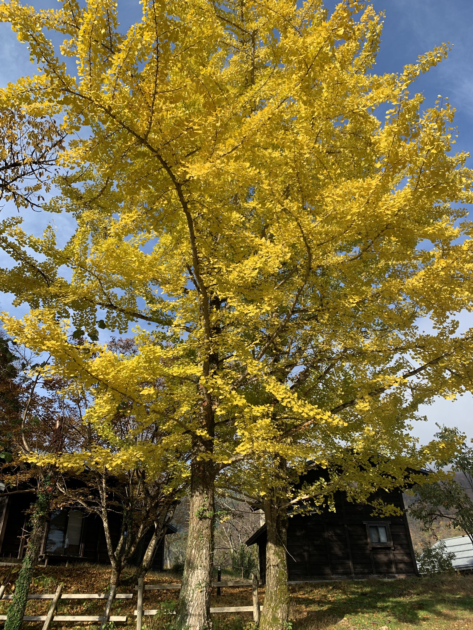 雌株 Twitter Search Twitter