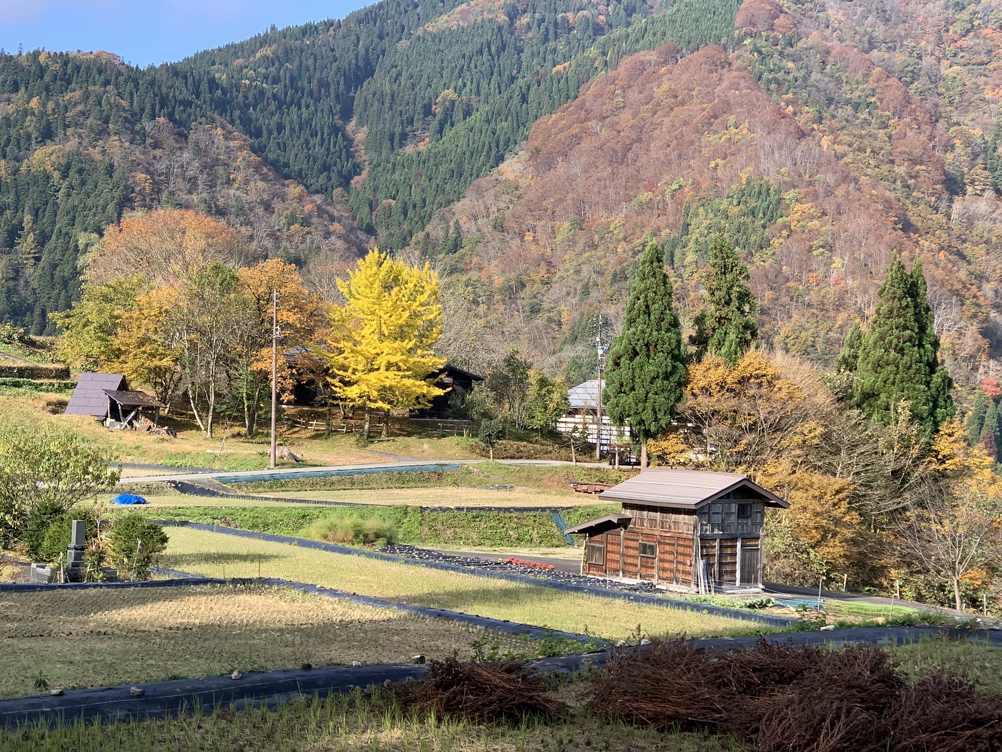 飛騨市ふるさと種蔵村 陽が差してくると 大イチョウがいっそう鮮やかな黄色に変わります こちらは雌株 ふっくら 横に広がって 朗らかであったかいおかみさんみたい 花言葉は 長寿 鎮魂 今が 満開 飛騨市 種蔵 イチョウ 銀杏 公孫樹 雌