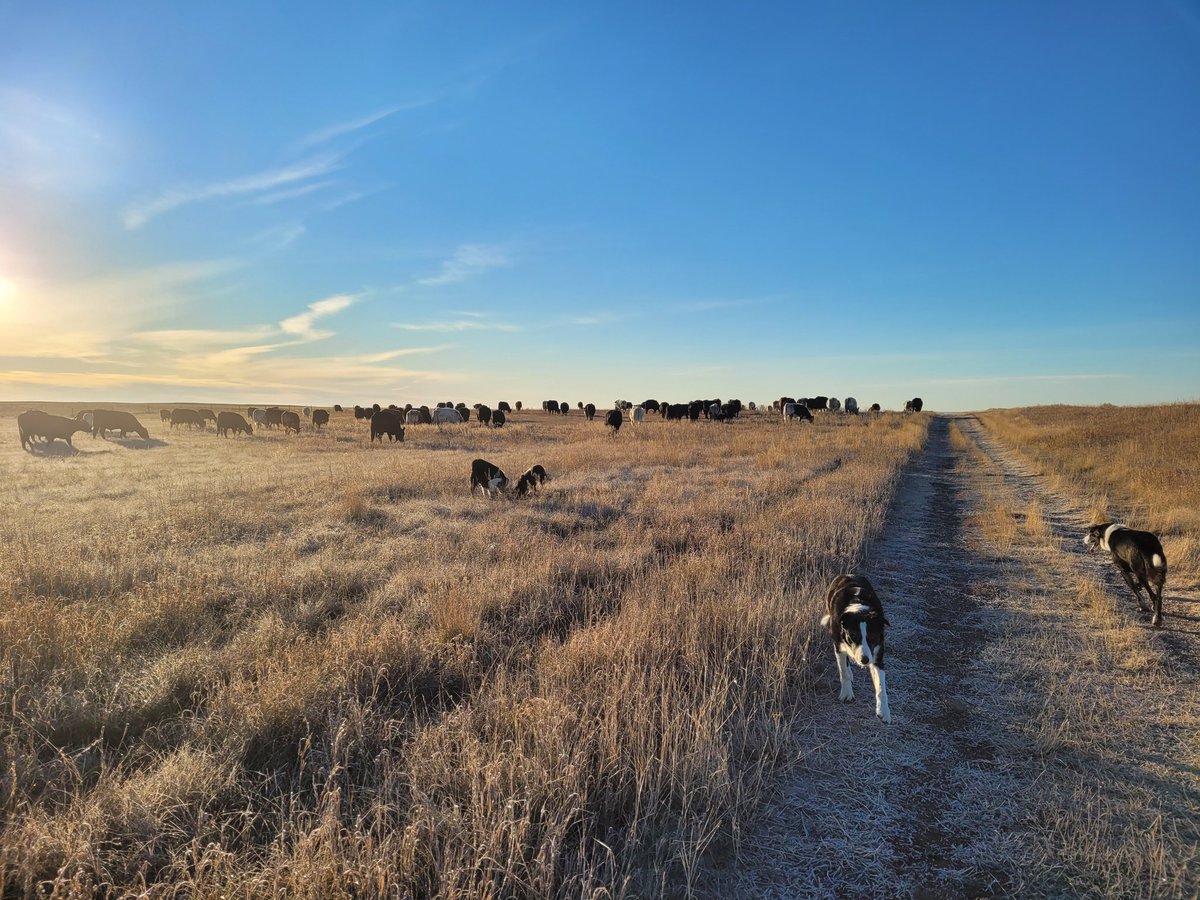 brookeaitken's tweet photo. This mornings walk progressed into a cattle move. Cows were ready to leave their calves and the poor hay behind in exchange for some decent grazing. #agriculture #cows #quietweaned #grassislife https://t.co/gjx4McCdeo