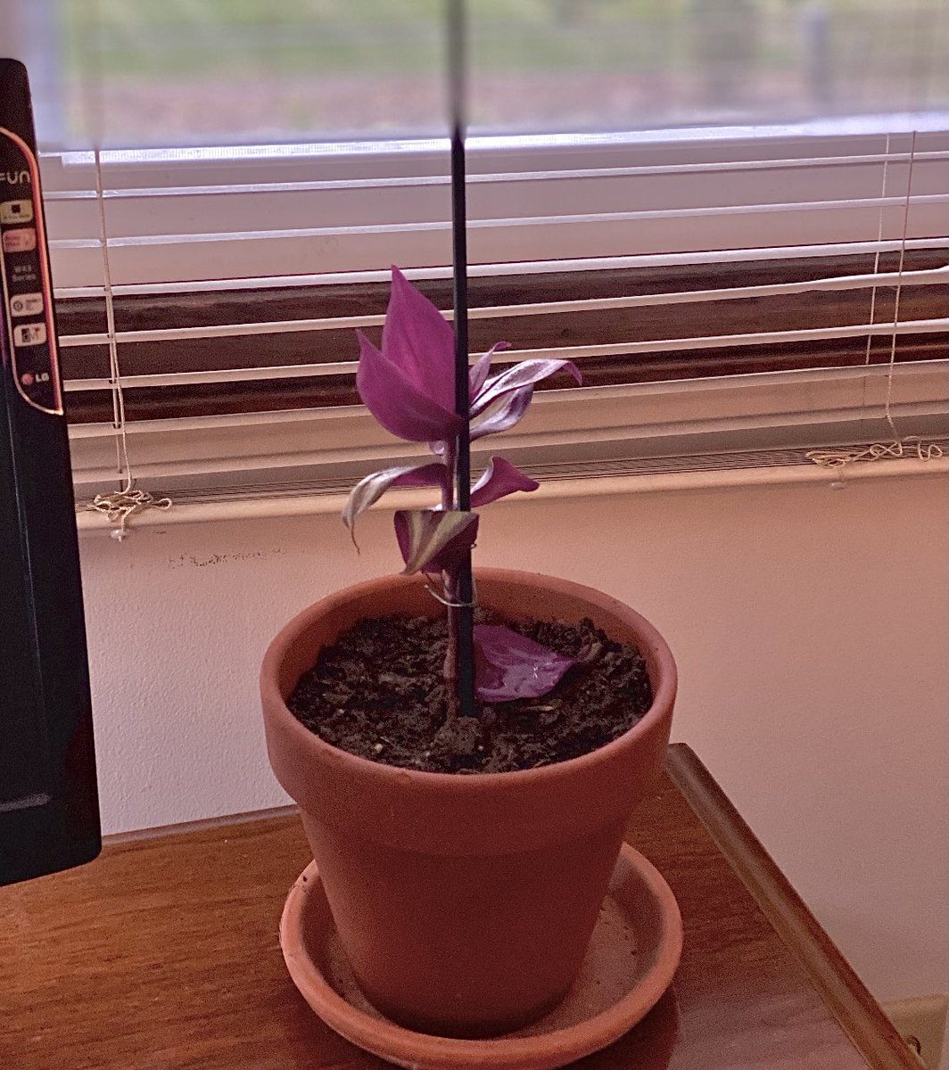 StephVeggies's tweet photo. This lady gave me a Wandering Jew. I thought she was being anti-Semitic but Google confirmed. #Inchplant 🪴 https://t.co/fR9PkAejty
